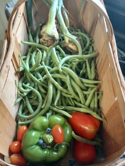 gardenharvest6.jpg