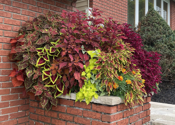 garden1.png
