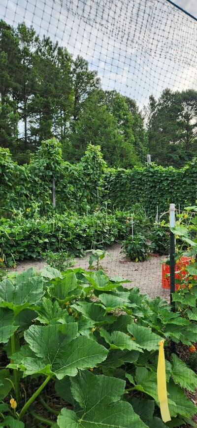 garden5.jpg