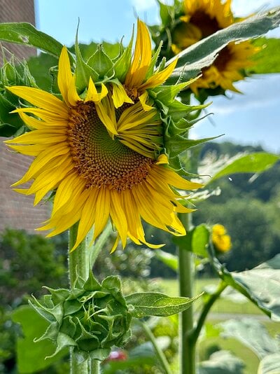 flower1.jpg