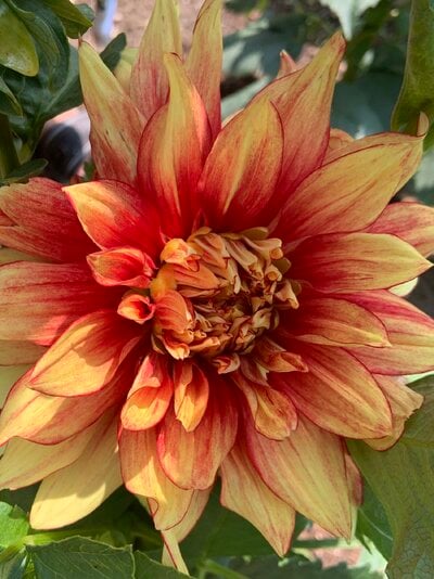 flower2.jpg