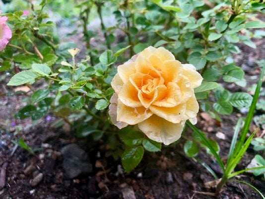 flower4.jpg