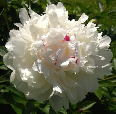 flower5.jpg