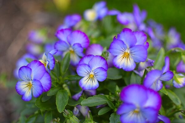 flower6.jpg