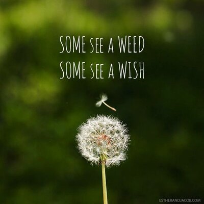 weed or wish.jpg