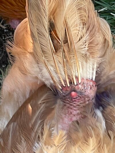 IMG_0310.jpeg