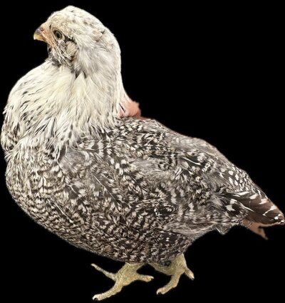 eagle.jpg