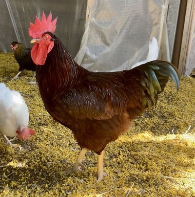 cropped_2023_fair_apa_aba_large_fowl_cock_4.jpeg