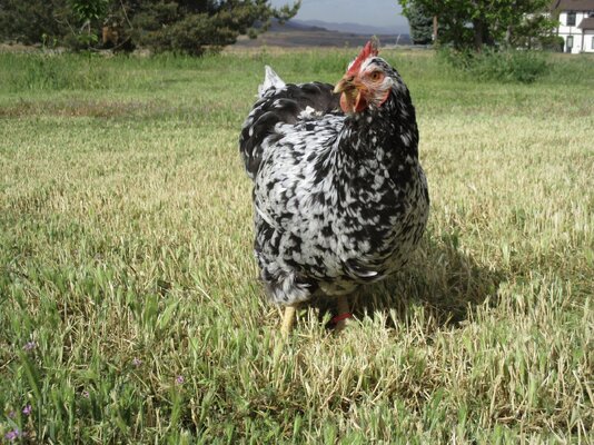 2023_fair_apa_aba_large_fowl_hen_3.JPG
