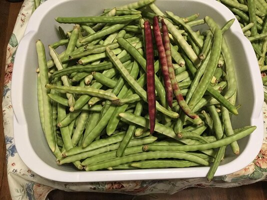 Peas-2_0835.jpg