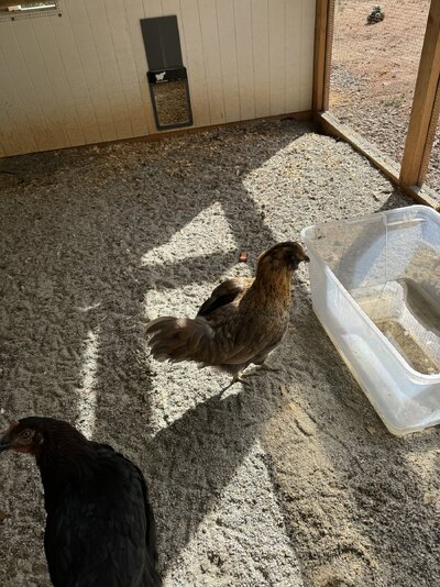IMG_3005.jpeg