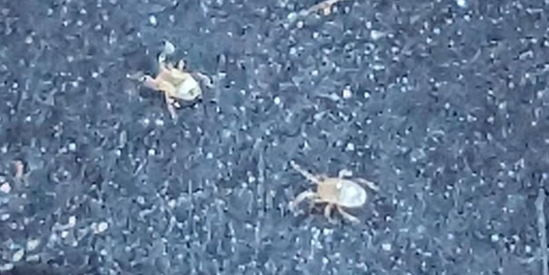 mites.jpg