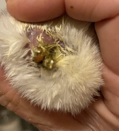 IMG_8115.jpeg