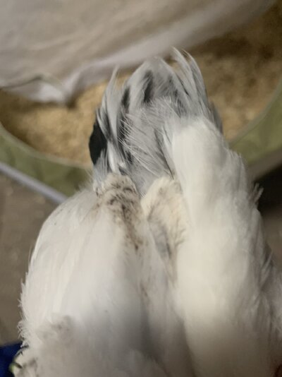 IMG_1851.jpeg