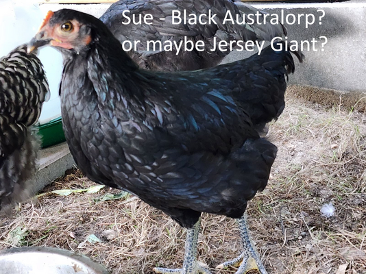 sue.png