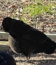 IMG_20240716_163500~3.jpg