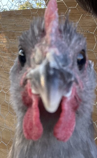 IMG_0161.jpeg