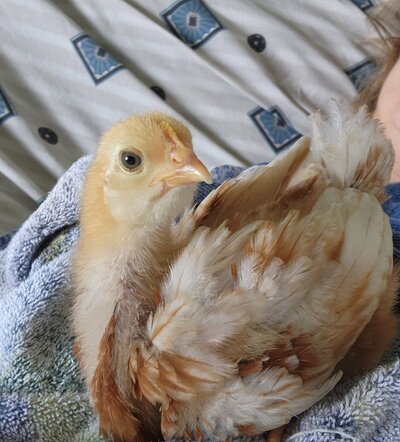 Izzy 3 weeks.jpg