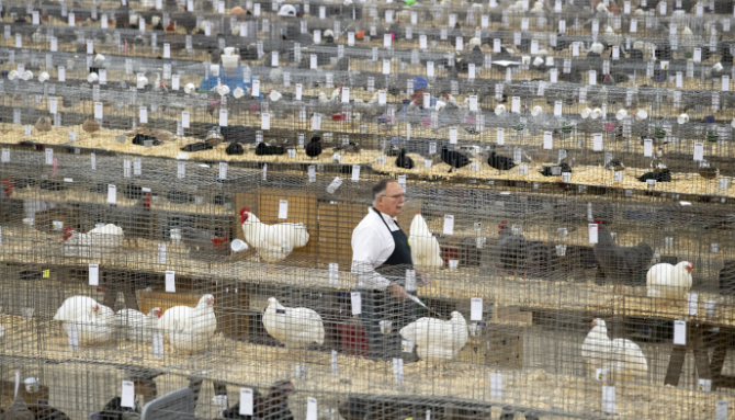 Conditioning Birds For Show Season