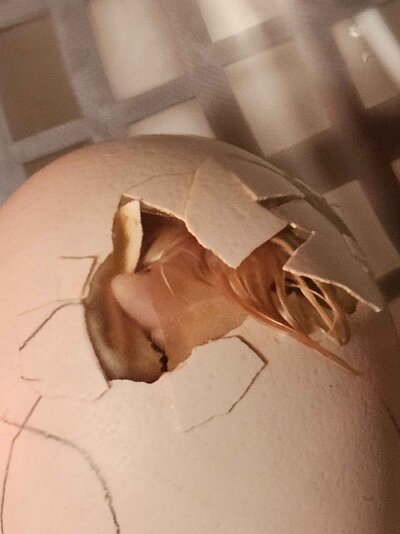 egg1.jpg