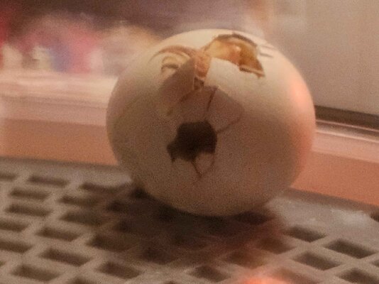 egg2.jpg