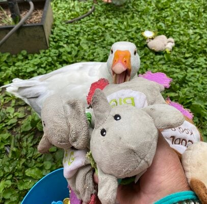Toys for Pet Geese