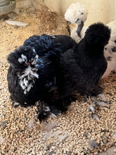 mottled & paint pullets.JPEG