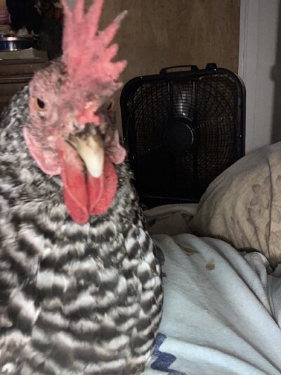 IMG_4544.jpeg