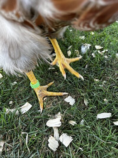 IMG_1022.jpeg