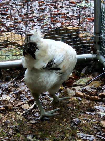 amer -rear.jpg