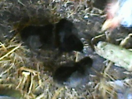 new chicks 1.jpg