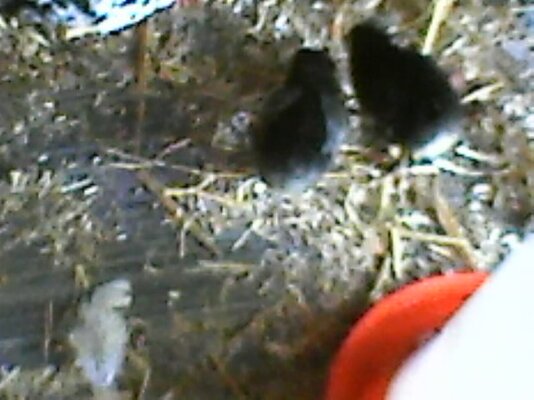 new chicks 2.jpg
