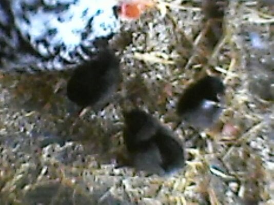 new chicks 4.jpg