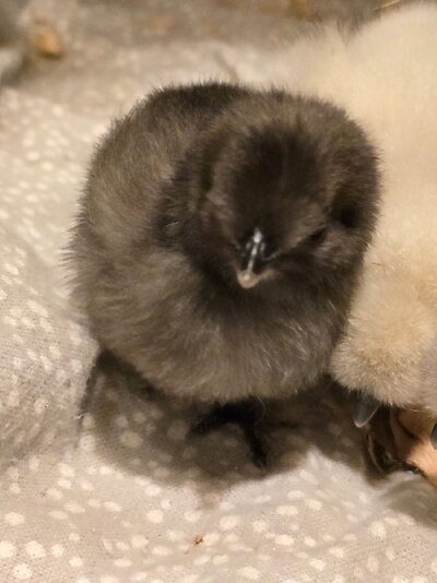 dark chick 3.jpg