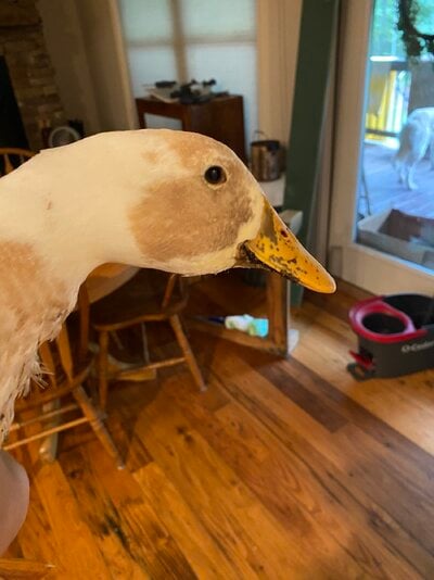 IMG_7310.jpeg