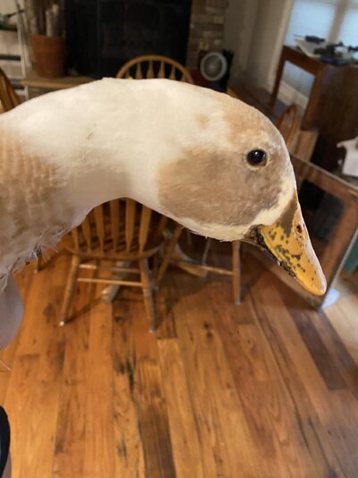 IMG_7311.jpeg