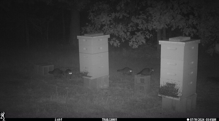 4 coons.JPG