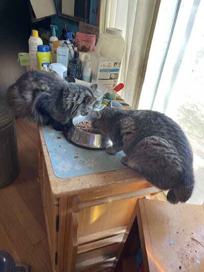 IMG_6909.jpeg