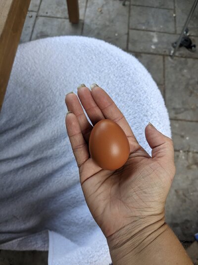 blue french copper maran egg.jpg