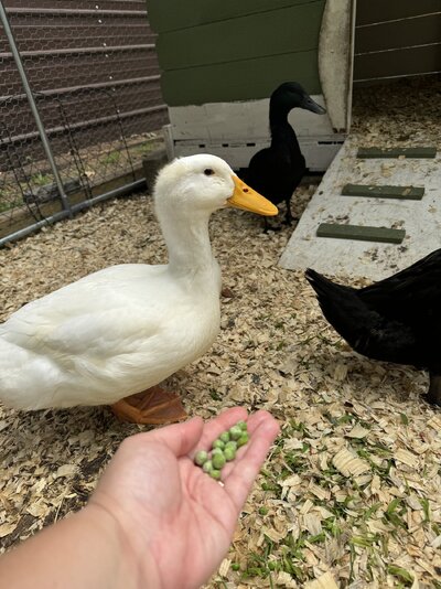 IMG_5201.jpeg