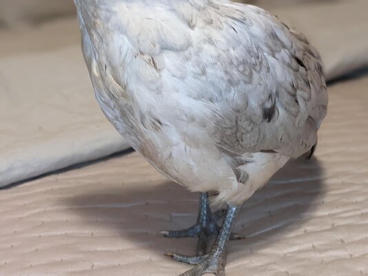 Messenger_creation_ca2d8103-b6e5-48b8-81d0-85d9683e451a.jpeg