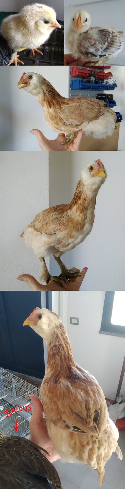favaucana.jpg