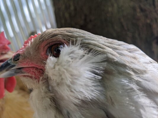 Chicken.jpg