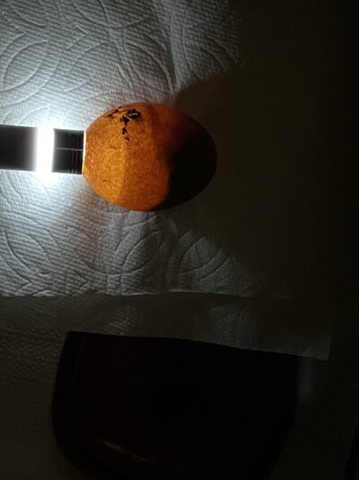 IMG_9077.jpeg