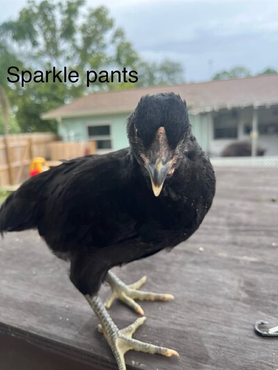 IMG_2465.jpeg