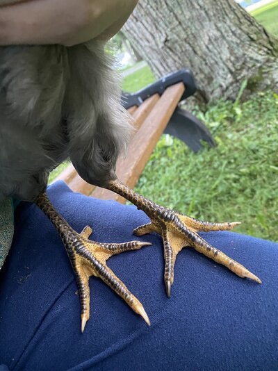 IMG_0604.jpeg