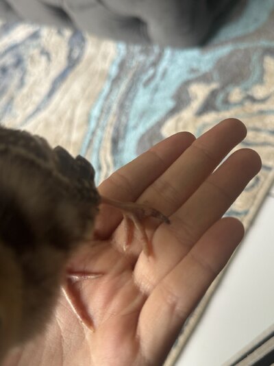 IMG_2042.jpeg