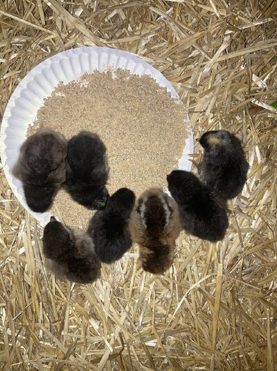baby chickies.jpg baby chickies.jpg