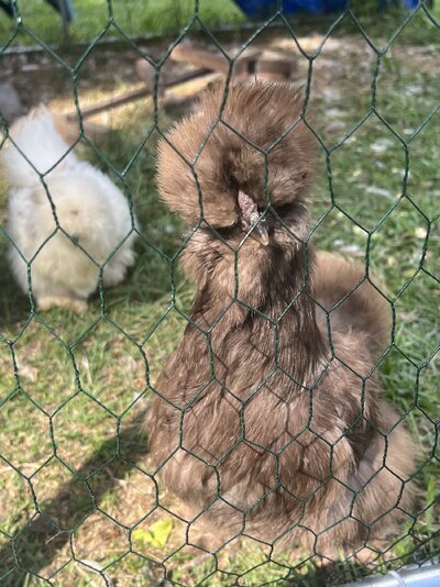 IMG_9953.jpeg