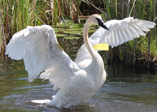 TRUMPETER SWANS.jpg